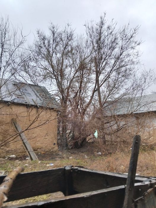 Қаратал сатылады 40000₸ тг