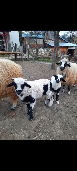 vând berbecuți brezi