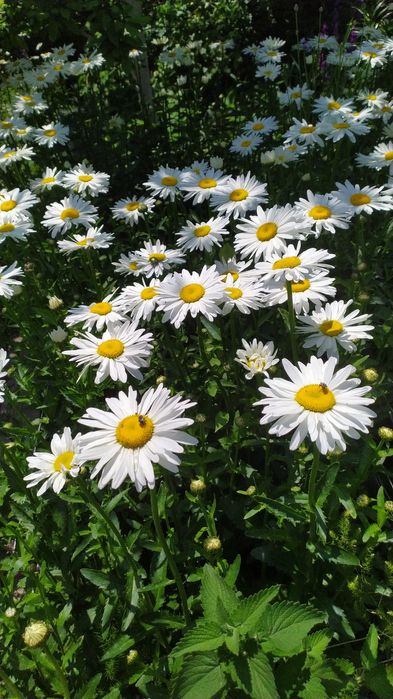 Цветы многолетние