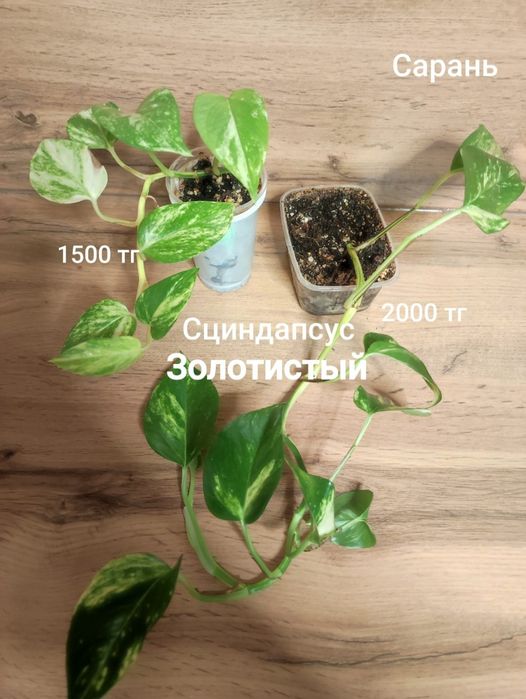 Калатея, Сциндапсус,Нолина,Калла