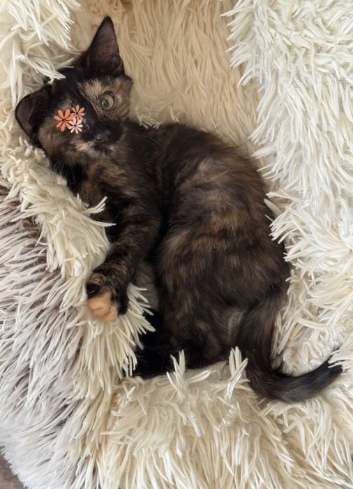 Котенок - девочка,  Милания , 4 месяца