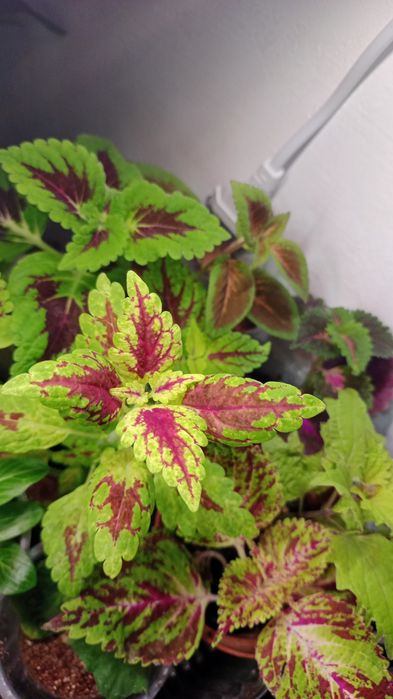 Продам цветы  укоренённые