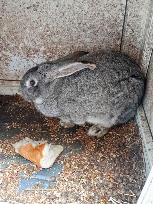 Iepuroaica tânără