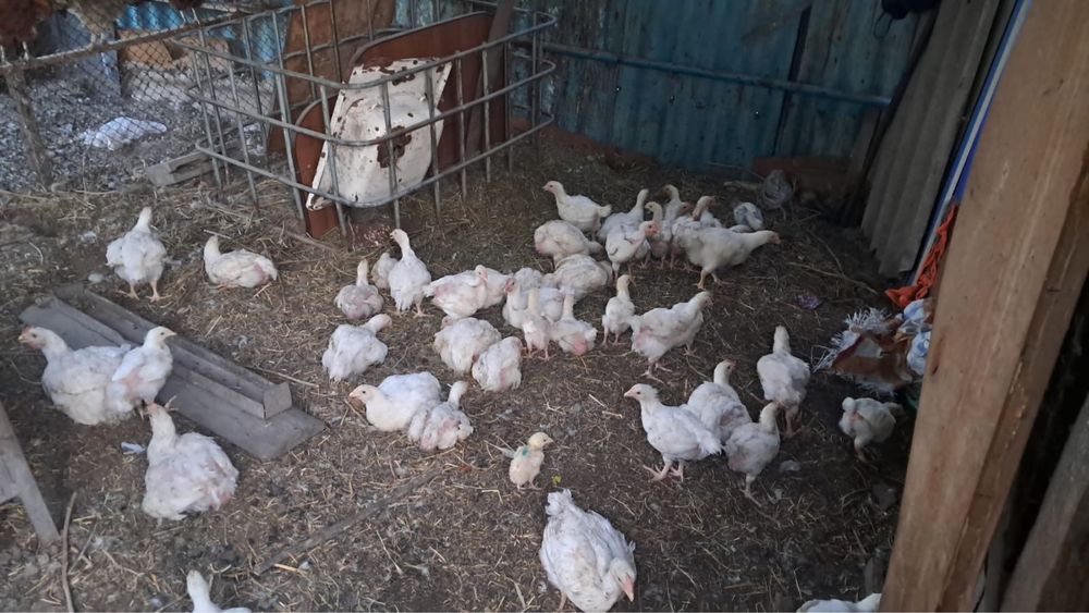Продам курицы срочно