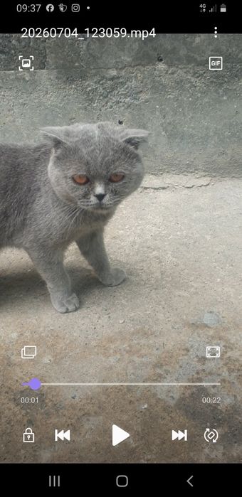 Mushuk sotiladi narxi kelishamiz