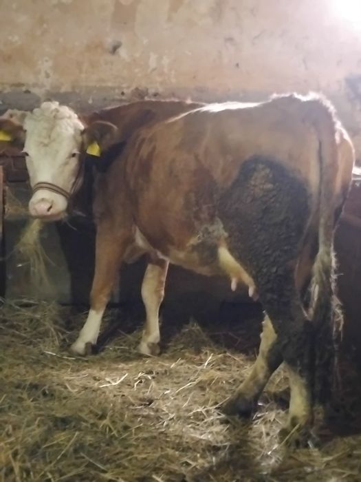 Vând vacă de 4 ani
