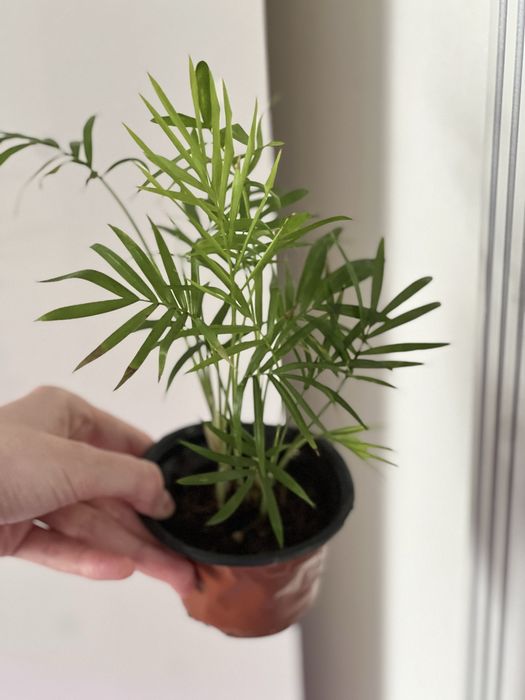 Дипсис пальма (хамедорея)