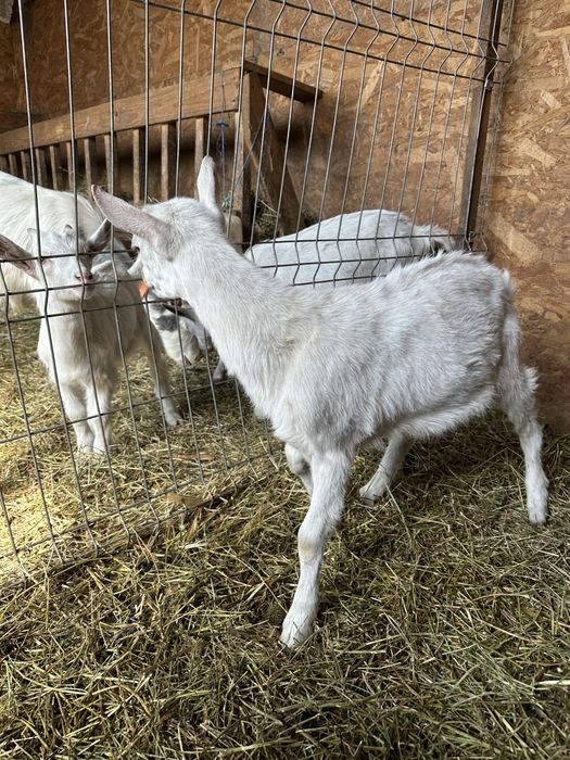 Tapisori si pereche saanen si metis alpina