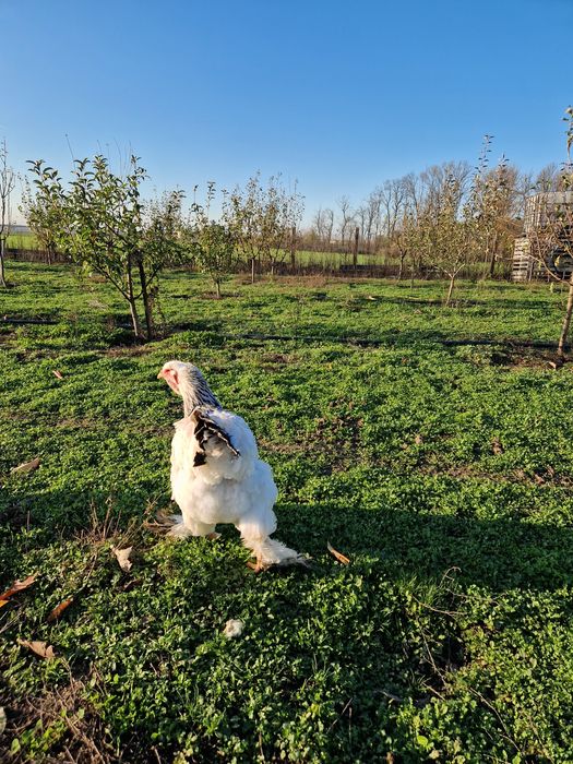 Familie Brahma HD 1+1 an 2024