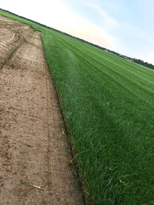 Rulouri de gazon natural