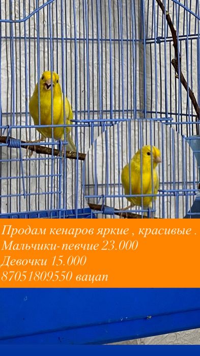 Продам кенаров певчие/мальчики , девоски красивые
