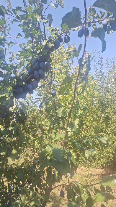 Vand prune.