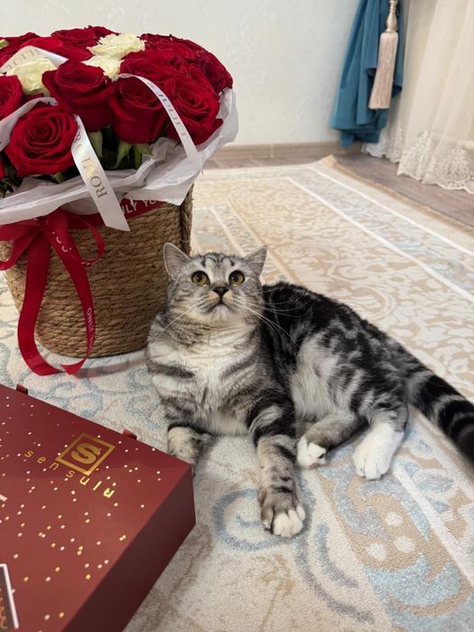 Продам кошку за 10000 тенге