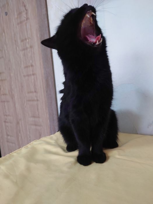 Котик в поисках дома