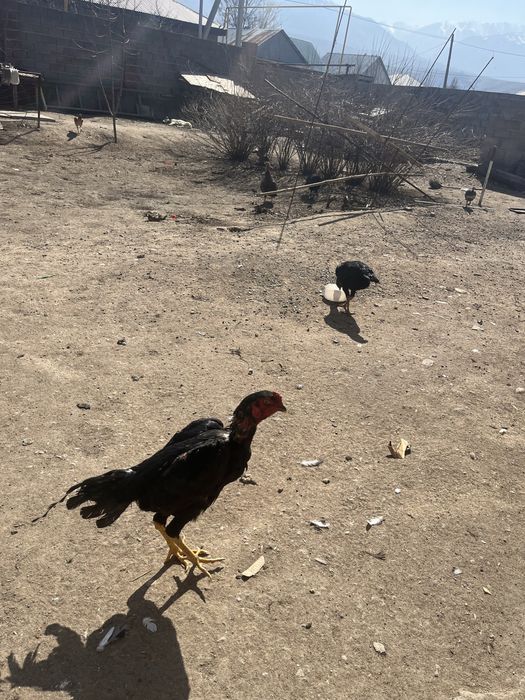 Бойцовый дакан ганой микс китай 7 месяцев