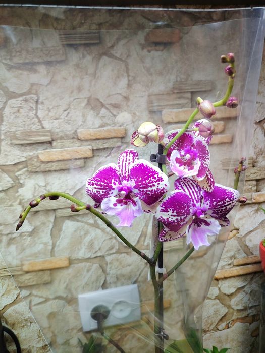 Орхидей Big Lip Голландия