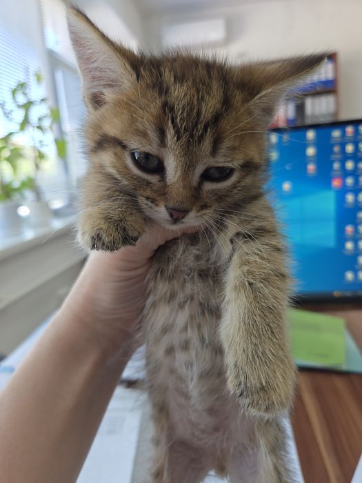 Отдам в добрые руки котенок мальчик
