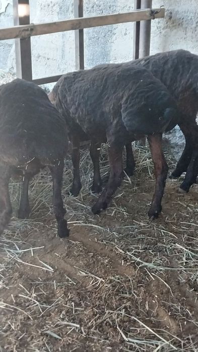 Куйлар сотилади соглом еши яхши