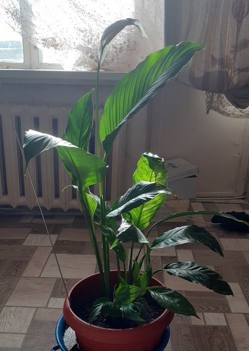 Продам срочно от 1000