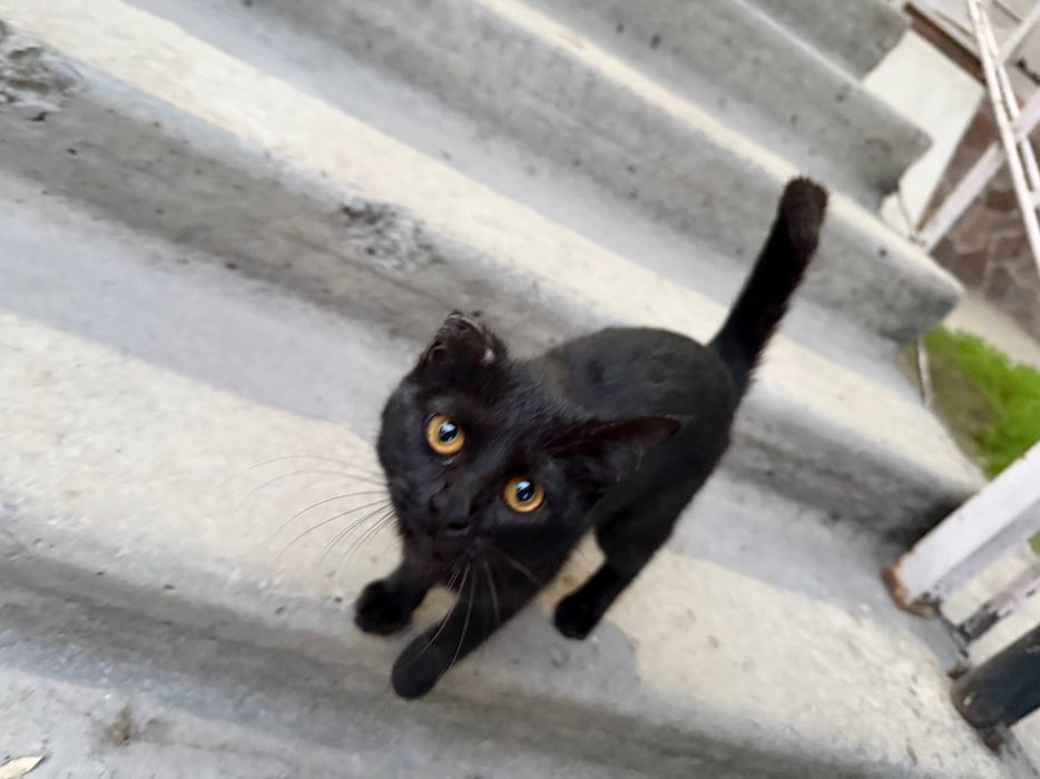 Пристройство животных