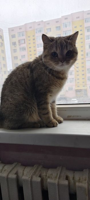 мысык беремин асрайтындар болса