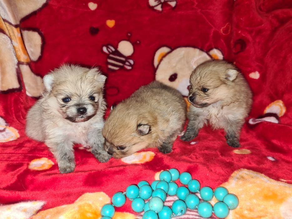 Продам щенков шпица.