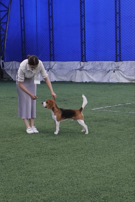 Предлагается кобель для вязки