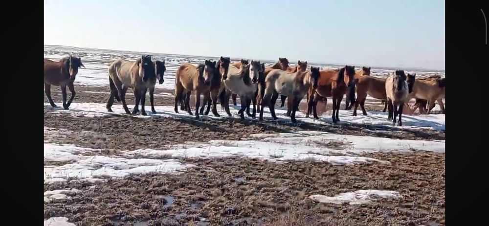 Қазақы жабы жылқы сатылады