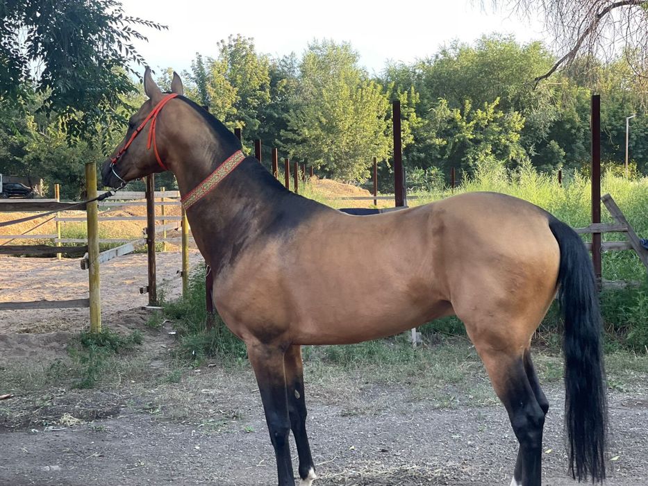 Ахалтекинская лошадь