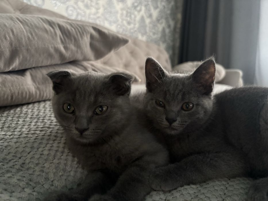 котяткииииииииии