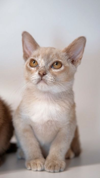 Открыта бронь на котят европейская бурма,