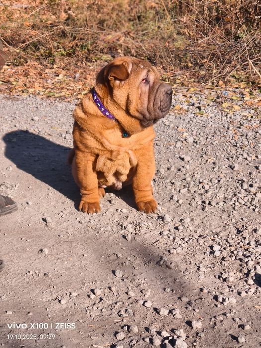 Очаровательные щенки шарпея.