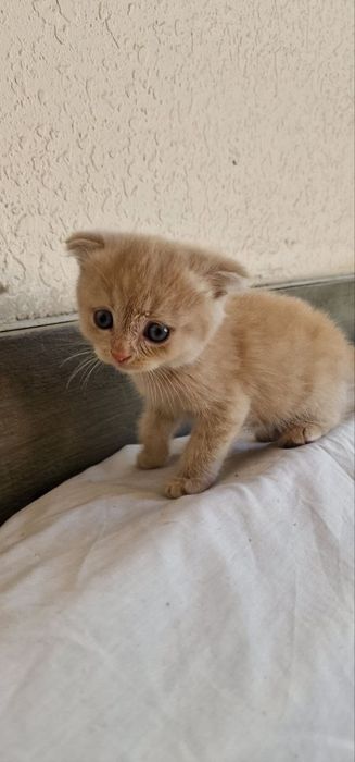 Котята шиншилла вислоухие