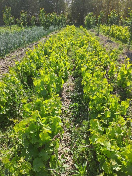 Кучатлар сотилади