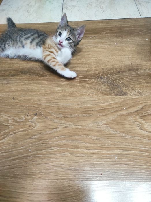 СРОЧНО! Котята в добрые руки