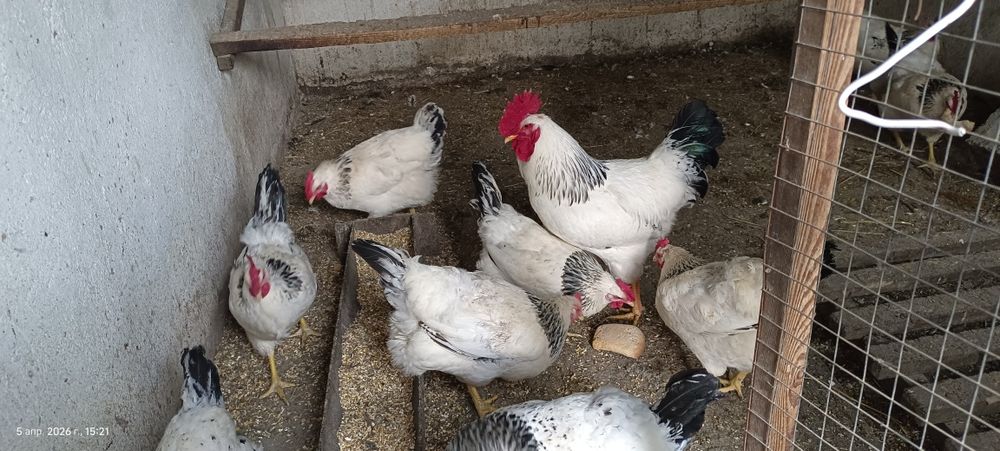 Инкубационное яйцо