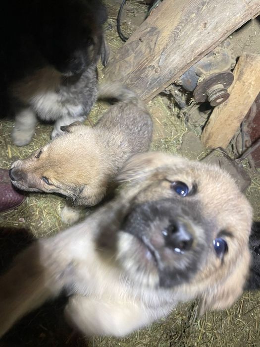 Щенки алабая 1.5 месяца