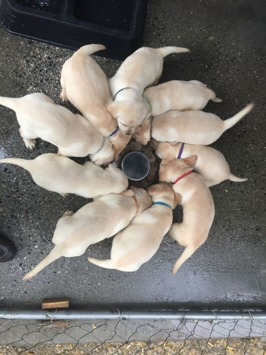 продам щенков лабрадора