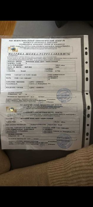 Продаётся шпиц,мальчик