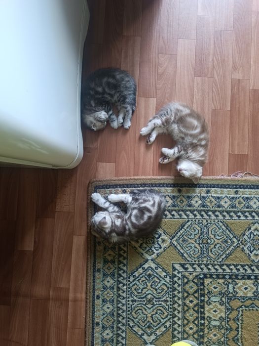 Скоттиш фолды и страйт