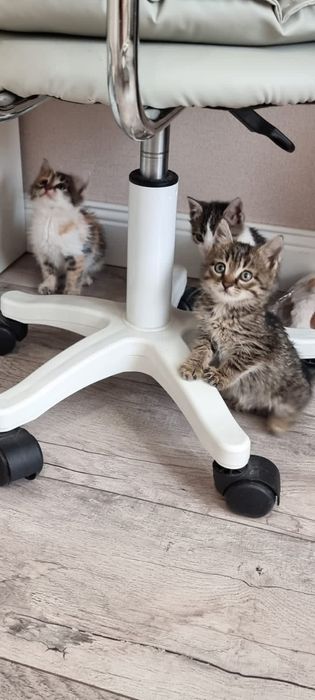 Отдам котят в добрые руки