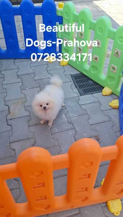 Mascul Pomeranian