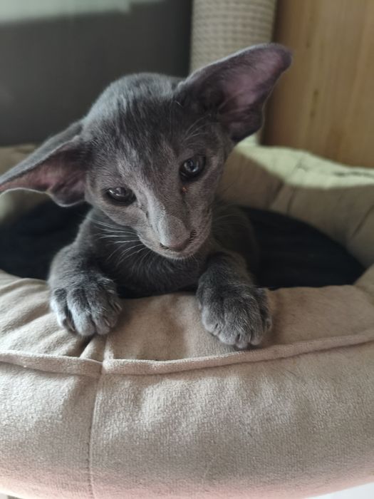 Ориентальные котята