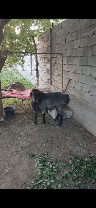 Арашан эдилбай гибрид