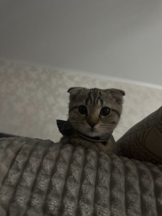Отдам беспалтно кошку