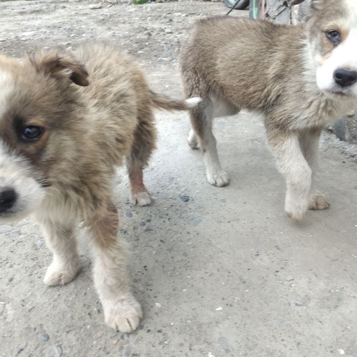 Chorva bilan shug'ullanadigan aka-ukalarimizga 3 ta aqlli kuchukchalar