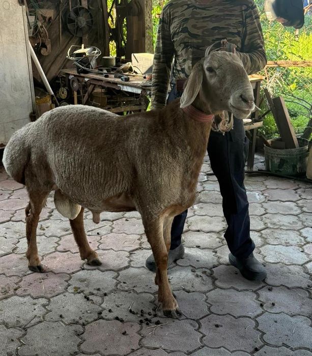 Арашан Кошкар линия Корабль
