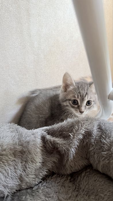 Отдам  котят,ласковые