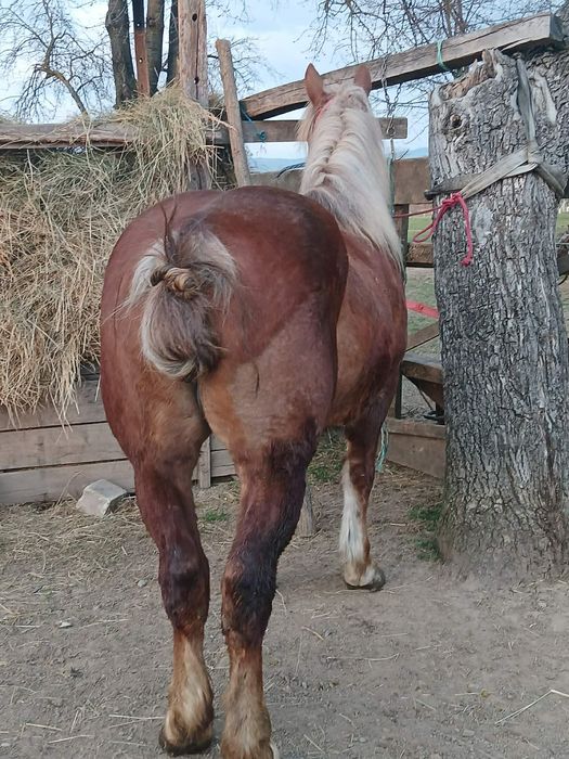 Iapa si mnz de vanzare