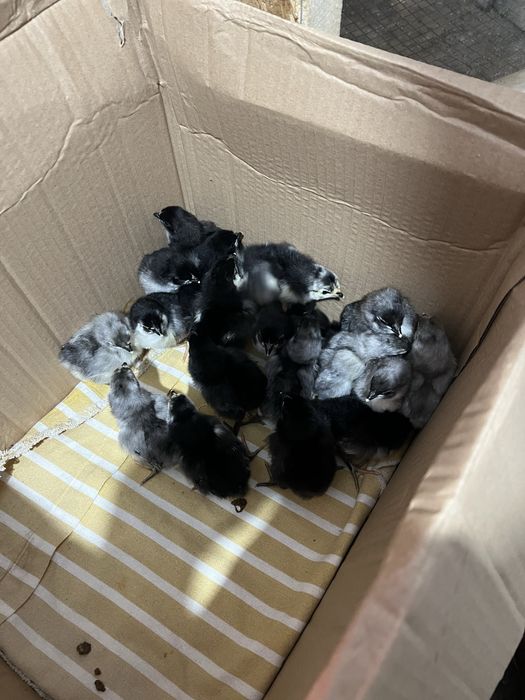 Pui australorp 10 zile negru si albastru